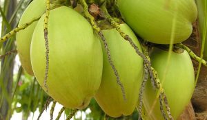 Strategi Jualan Kelapa Muda Laris di Musim Panas