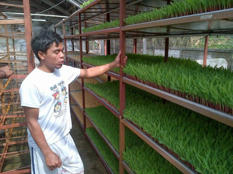 Solusi Pakan Hijau Ramah Peternak untuk Ternak Sehat