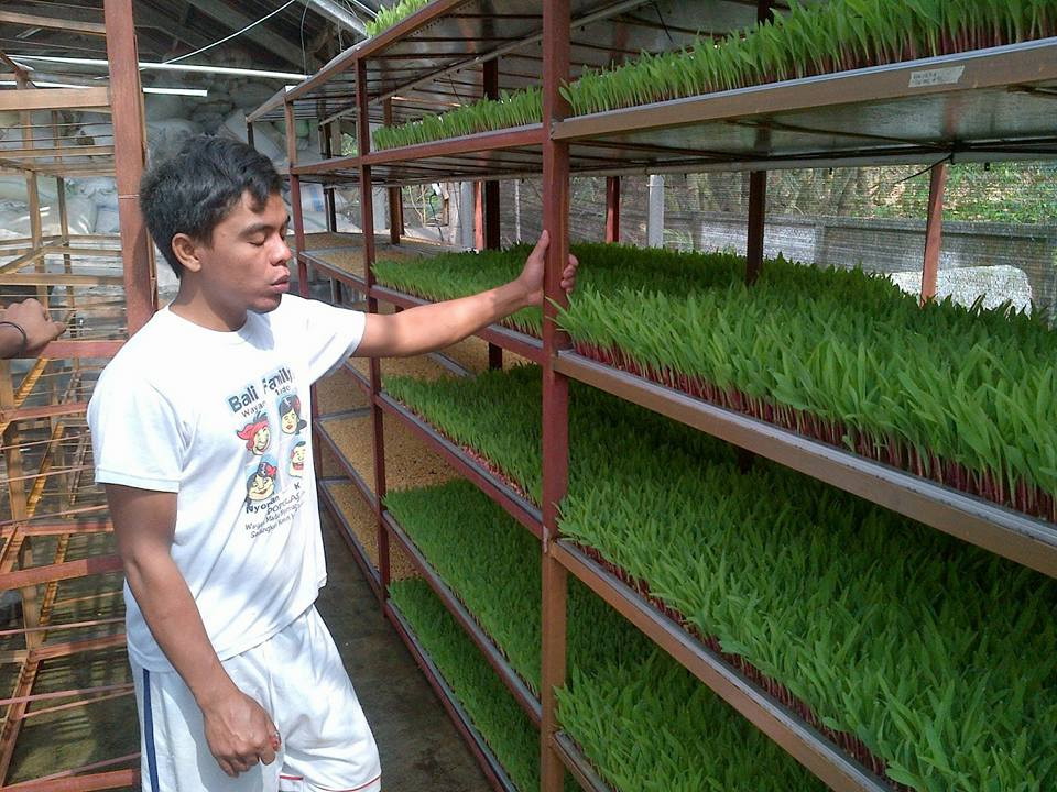 pakan hijau ramah peternak