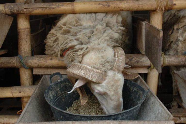 Pakan Domba Protein Tinggi Terbaik untuk Ternak