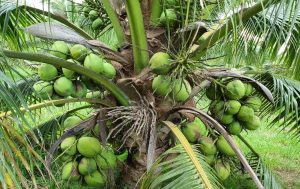 Keunggulan Pohon Kelapa untuk Budidaya Berkelanjutan