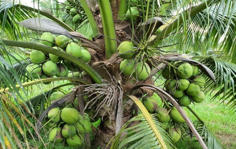 Keunggulan Pohon Kelapa untuk Budidaya Berkelanjutan