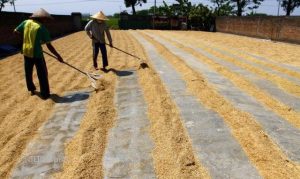 pengering panen tanpa cuaca