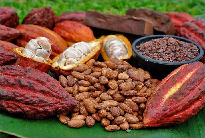 Analisa Usaha Minyak Biji Kakao Skala Kecil Peluang Keuntungan