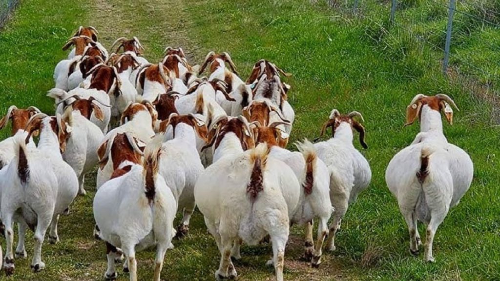 Panduan Lengkap Budidaya Kambing Pedaging untuk Hasil Panen Maksimal