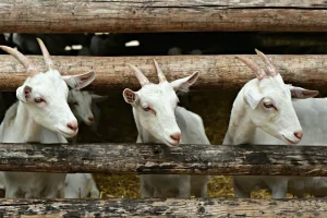 Memulai Langkah Pertama: Panduan Usaha Kambing untuk Pemula