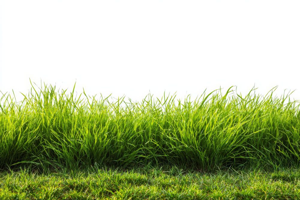 Prinsip Kerja Alat Pencacah Rumput dalam Produksi Pakan Efisien