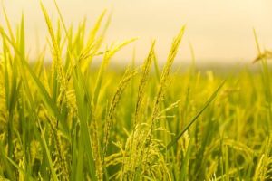 Cara Meningkatkan Hasil Beras Petani agar Lebih Maksimal dan Berkualitas