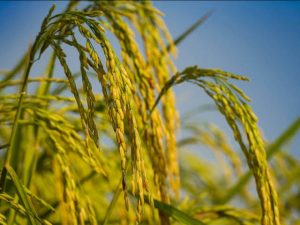 Peluang Usaha Jasa Rontok Padi yang Menjanjikan untuk Petani Modern