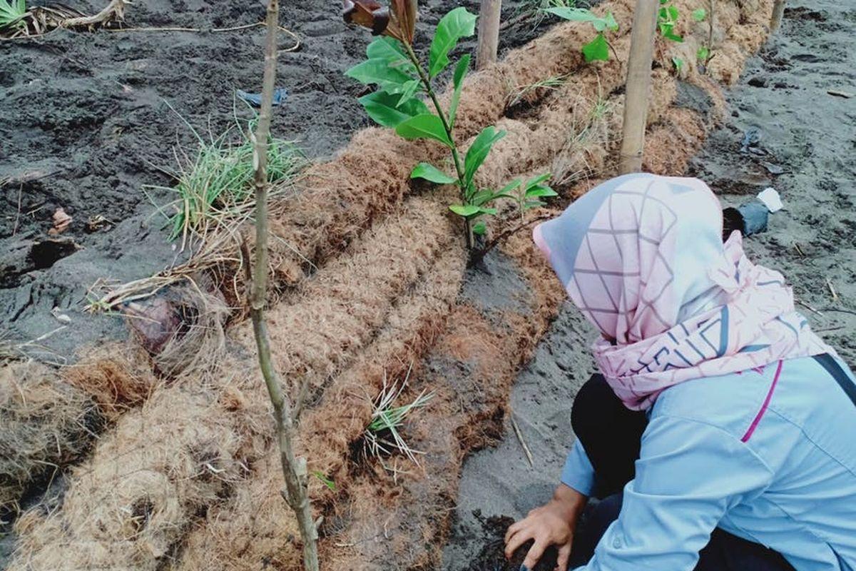 cocomesh media tanam berbahan alami