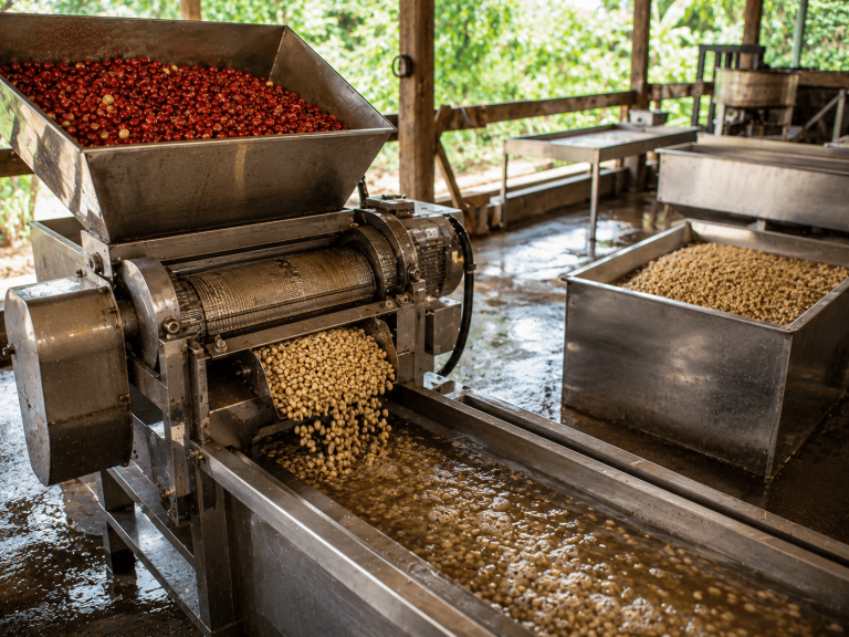 Proses Pengolahan Kopi Basah dari Panen hingga Siap Dipasarkan