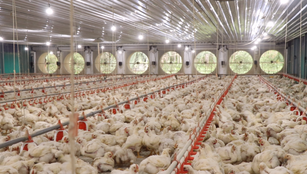 Peralatan Usaha Ayam Potong yang Wajib Dimiliki