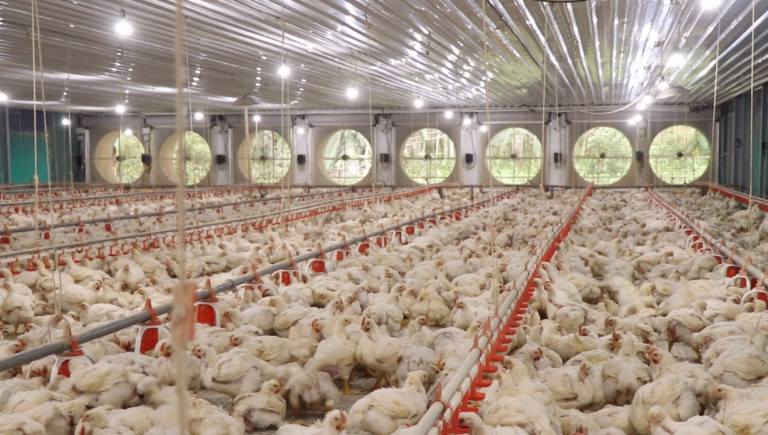 Peralatan Usaha Ayam Potong yang Wajib Dimiliki