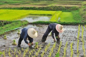 Tips Menjaga Mesin Tanam Tetap Optimal agar Penanaman Berjalan Lancar dan Efisien