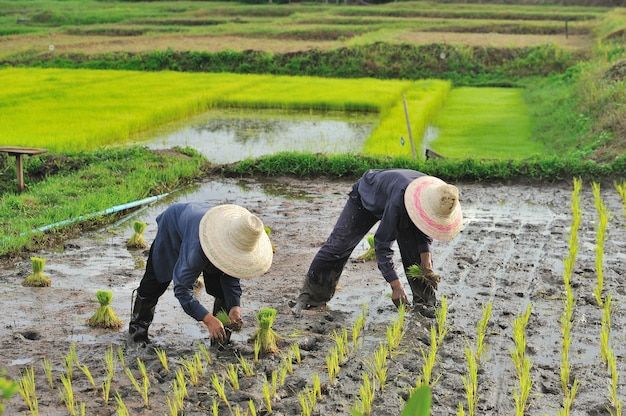 Tips Menjaga Mesin Tanam Tetap Optimal agar Penanaman Berjalan Lancar dan Efisien