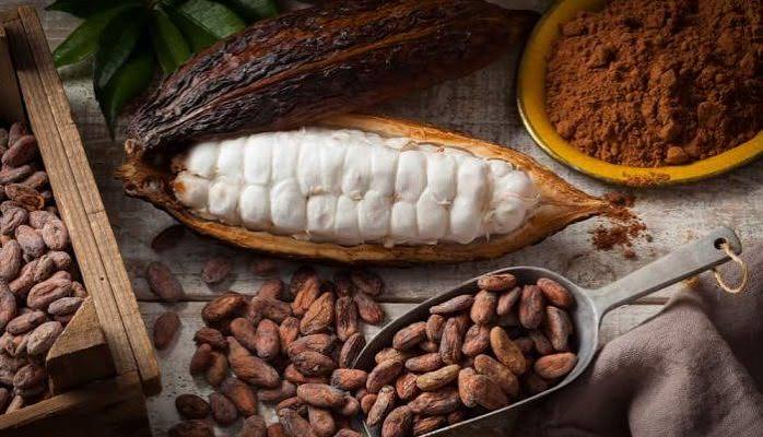 cara mengubah kakao menjadi coklat