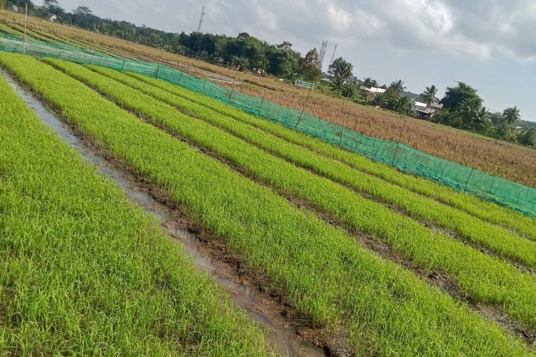 Strategi Mengatur Tenaga Kerja Musim Tanam agar Pekerjaan Lebih Efisien