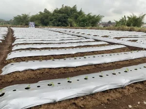Cara Meningkatkan Keberhasilan Pindah Tanam Padi agar Bibit Cepat Tumbuh