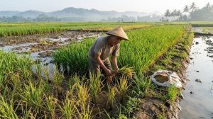 Penyebab Rumpun Padi Tumbuh Tidak Merata dan Solusinya