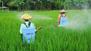 Tips Semprotan Tanaman Lebih Merata, Hasil Optimal