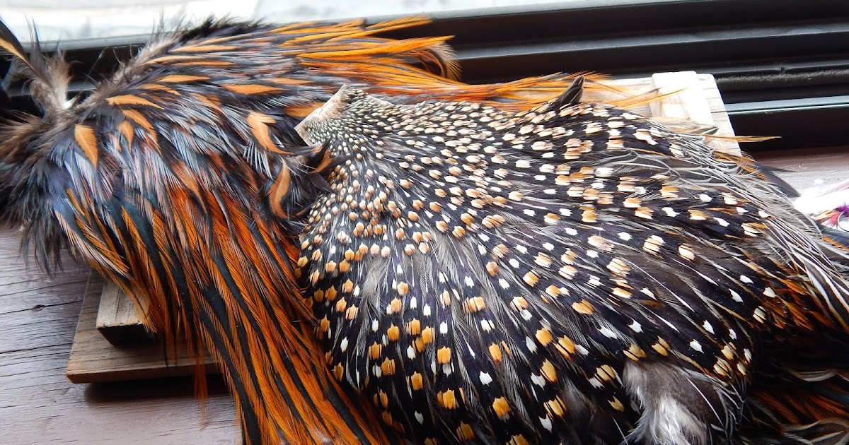 cara mengurangi sisa bulu pada proses perontokan ayam