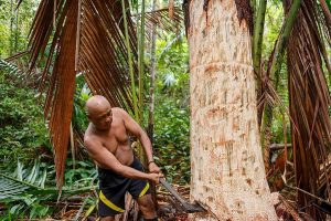 Potensi Pangan Lokal dari Hutan Sagu untuk Peluang Usaha