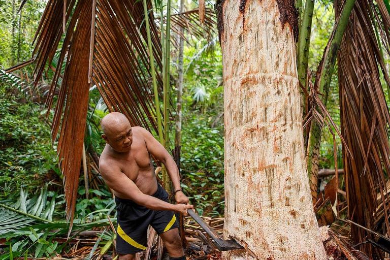 Potensi Pangan Lokal dari Hutan Sagu untuk Peluang Usaha