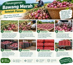 Penanganan Bawang Merah Setelah Panen