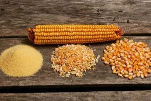 Cara Menggiling Jagung untuk Pakan Ternak Berkualitas
