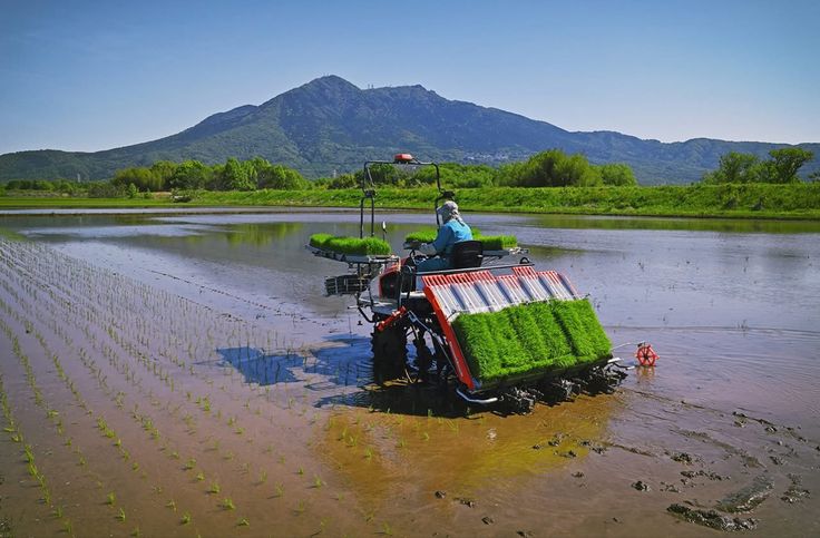 Persiapan Lahan Tanam Padi agar Panen Optimal